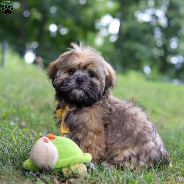 Ben, Lhasa Apso Puppy